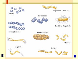 C.Nat. - Reino Monera / Prof. Albano Novaes.
 