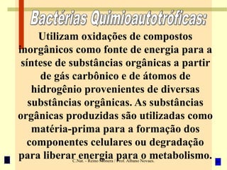 C.Nat. - Reino Monera / Prof. Albano Novaes.
Utilizam oxidações de compostos
inorgânicos como fonte de energia para a
síntese de substâncias orgânicas a partir
de gás carbônico e de átomos de
hidrogênio provenientes de diversas
substâncias orgânicas. As substâncias
orgânicas produzidas são utilizadas como
matéria-prima para a formação dos
componentes celulares ou degradação
para liberar energia para o metabolismo.
 