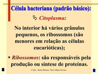 C.Nat. - Reino Monera / Prof. Albano Novaes.
 Citoplasma:
No interior há vários grânulos
pequenos, os ribossomos (são
menores em relação as células
eucarióticas);
 Ribossomos: são responsáveis pela
produção ou síntese de proteínas.
 