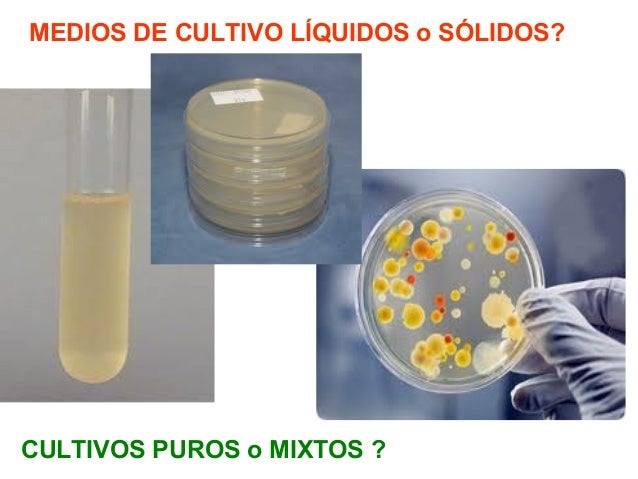 P point medios de cultivo 2013