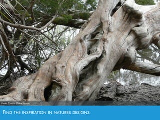FIND THE INSPIRATION IN NATURES DESIGNS
Photo Credit: Clara Barton
 