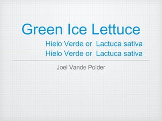 Green Ice Lettuce   Hielo Verde or  Lactuca sativa Hielo Verde or  Lactuca sativa Joel Vande Polder 