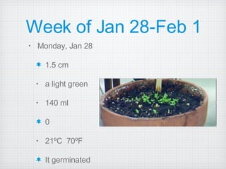 Week of Jan 28-Feb 1 Monday, Jan 28 1.5 cm a light green 140 ml 0 21ºC  70ºF It germinated  