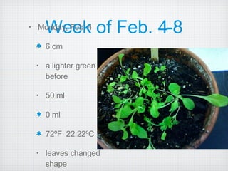 Week of Feb. 4-8 Monday, Feb. 4 6 cm a lighter green before 50 ml 0 ml 72ºF  22.22ºC leaves changed shape 