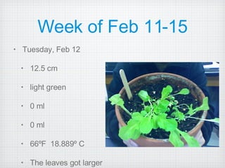 Week of Feb 11-15 Tuesday, Feb 12 12.5 cm light green 0 ml 0 ml 66ºF  18.889º C The leaves got larger 