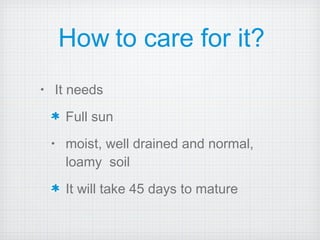How to care for it? It needs Full sun moist, well drained and normal, loamy  soil It will take 45 days to mature 