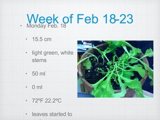 Week of Feb 18-23 Monday Feb. 18 15.5 cm light green, white stems  50 ml 0 ml 72ºF 22.2ºC leaves started to curl 
