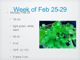Week of Feb 25-29 Monday, Feb 25 18 cm  light green, white stem 50 ml 0 ml 70ºF  21.1ºC It grew 3 cm 