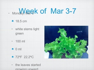 Week of  Mar 3-7 Monday, Mar 3 18.5 cm  white stems light green 100 ml 0 ml 72ºF  22.2ºC the leaves started growing upward 