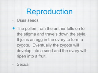Reproduction Uses seeds  The pollen from the anther falls on to the stigma and travels down the style.  It joins an egg in the ovary to form a zygote.  Eventually the zygote will develop into a seed and the ovary will ripen into a fruit. Sexual 