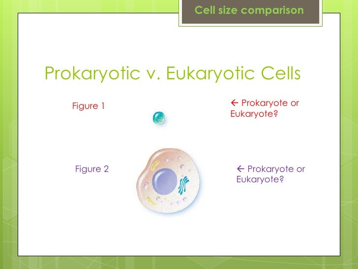 ppp prokaryotes v eukaryotes venn diagram of prokaryotic and eukaryotic cells