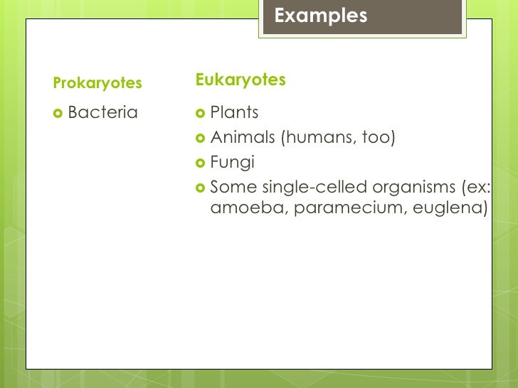 Ppp prokaryotes v-eukaryotes fungi plants venn diagram 