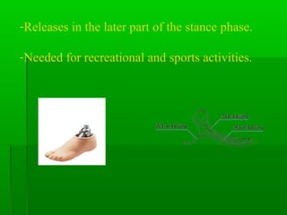 -Releases in the later part of the stance phase.
-Needed for recreational and sports activities.
 