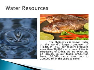 Our    water   resources   are
estimated    at   1,661,300    square
kilometers, which is larger than our
land resources.

       Water resources are renewable.
It is the source of different aquatic
resources that are needed in our daily
lives.

        The Philippines is known today
as the world’s largest producer of
Tilapia. In 1993, our country produced
more than 96,000 metric tons of tilapia
surpassing of China. We are expecting
an increase in our tilapia production
from 100,000 metric tons (mt) to
200,000 mt in the years to come.
 
