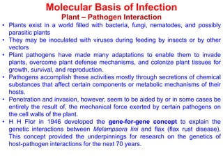 Molecular Basis of Infection
Plant – Pathogen Interaction
• Plants exist in a world filled with bacteria, fungi, nematodes, and possibly
parasitic plants
• They may be inoculated with viruses during feeding by insects or by other
vectors
• Plant pathogens have made many adaptations to enable them to invade
plants, overcome plant defense mechanisms, and colonize plant tissues for
growth, survival, and reproduction.
• Pathogens accomplish these activities mostly through secretions of chemical
substances that affect certain components or metabolic mechanisms of their
hosts.
• Penetration and invasion, however, seem to be aided by or in some cases be
entirely the result of, the mechanical force exerted by certain pathogens on
the cell walls of the plant.
• H H Flor in 1946 developed the gene-for-gene concept to explain the
genetic interactions between Melampsora lini and flax (flax rust disease).
This concept provided the underpinnings for research on the genetics of
host-pathogen interactions for the next 70 years.
 