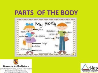 PARTS OF THE BODY
 