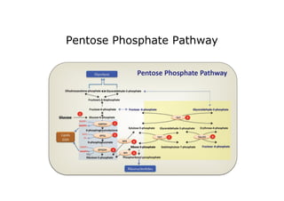 Pentose Phosphate Pathway
 