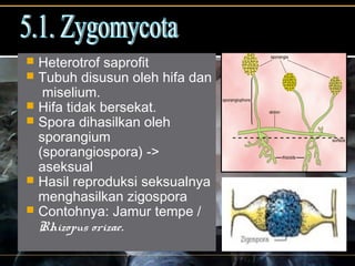  Heterotrof saprofit
 Tubuh disusun oleh hifa dan
miselium.
 Hifa tidak bersekat.
 Spora dihasilkan oleh
sporangium
(sporangiospora) ->
aseksual
 Hasil reproduksi seksualnya
menghasilkan zigospora
 Contohnya: Jamur tempe /
Rhizopus orizae.
 