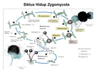 Siklus Hidup Zygomycota
 