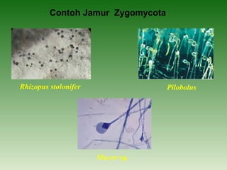 Contoh Jamur Zygomycota
PilobolusRhizopus stolonifer
Mucor sp.
 