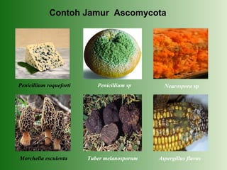 10 µm
Contoh Jamur Ascomycota
Neurospora spPenicillium roqueforti
Tuber melanosporum Aspergillus flavus
Penicillium sp
Morchella esculenta
 