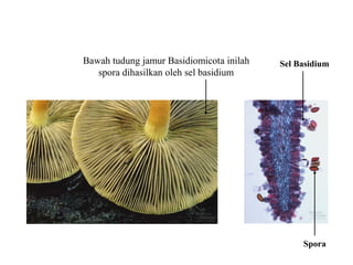 Bawah tudung jamur Basidiomicota inilah
spora dihasilkan oleh sel basidium
Sel Basidium
Spora
 