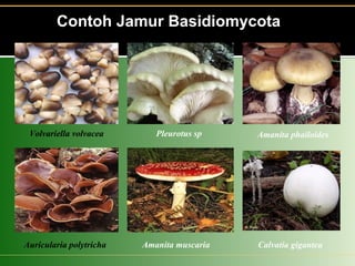 Amanita phailoidesVolvariella volvacea
Amanita muscaria Calvatia gigantea
Contoh Jamur Basidiomycota.
Contoh Jamur Basidiomycota
Pleurotus sp
Auricularia polytricha
 