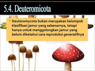  Deuteromycota bukan merupakan kelompok
klasifikasi jamur yang sebenarnya, tetapi
hanya untuk menggolongkan jamur yang
belum diketahui cara reproduksi generatifnya
 