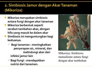  Mikoriza merupakan simbiosis
antara fungi dengan akar tanaman
 Mikoriza berbentuk seperti
serabut tambahan akar, dengan
hifa yang masuk ke dalam akar
 Simbiosis ini menguntungkan bagi
keduanya.
 Bagi tanaman : meningkatkan
penyerapan air, mineral, dan
melindungi akar dari
infeksi jamur lain
 Bagi fungi : mendapatkan
nutrisi dari tanaman.
Mikoriza; Simbiosis
mutualisme antara fungi
dengan akar tumbuhan
 