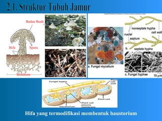 Hifa
Miselium
Badan Buah
Spora
Hifa yang termodifikasi membentuk haustorium
 
