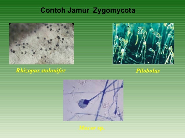Jamur