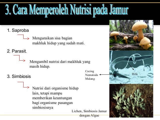 Jamur