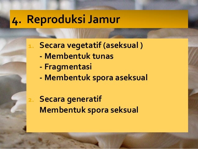 Jamur