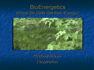 BioEnergetics
Where Do Cells Get their Energy?




        Photosynthesis
         Respiration
 