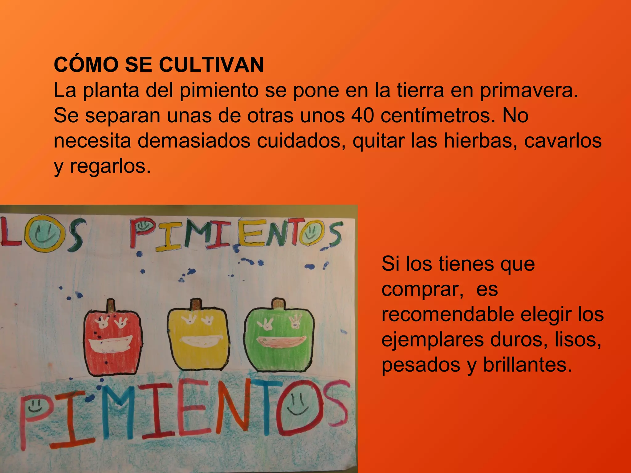CÓMO SE CULTIVAN
La planta del pimiento se pone en la tierra en primavera.
Se separan unas de otras unos 40 centímetros. No
necesita demasiados cuidados, quitar las hierbas, cavarlos
y regarlos.
Si los tienes que
comprar, es
recomendable elegir los
ejemplares duros, lisos,
pesados y brillantes.
 
