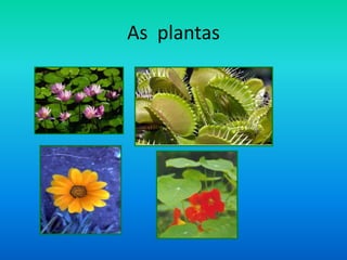 Pp Plantas
