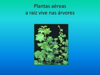 Pp Plantas
