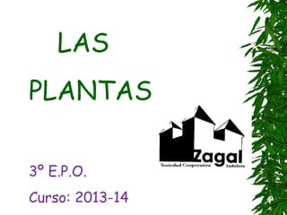 LAS
PLANTAS
3º E.P.O.
Curso: 2013-14

 