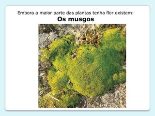 Embora a maior parte das plantas tenha flor existem:
                 Os musgos
 
