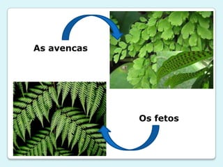 As avencas




             Os fetos
 
