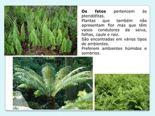 Os     fetos     pertencem   às
pteridófitas.
Plantas    que     também   não
apresentam flor mas que têm
vasos condutores da seiva,
folhas, caule e raiz.
São encontradas em vários tipos
de ambientes.
Preferem ambientes húmidos e
sombrios.
 