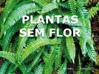 PLANTAS
SEM FLOR

     Mª João,   Março 2013
 