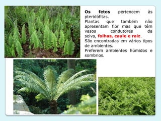 Plantas sem flor | PPT