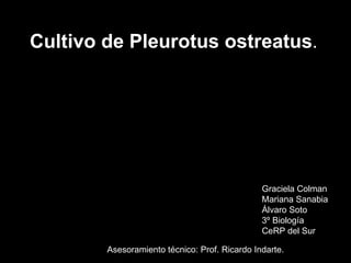 Cultivo de Pleurotus ostreatus . Graciela Colman Mariana Sanabia Álvaro Soto 3º Biología CeRP del Sur Asesoramiento técnico: Prof. Ricardo Indarte. 