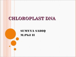 CHLOROPLAST DNA

   SUMYYA SADIQ
   M.Phil II
 