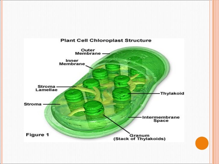 chloroplast DNA