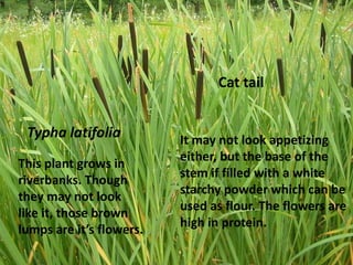 Cat tail


 Typha latifolia          It may not look appetizing
                          either, but the base of the
This plant grows in
                          stem if filled with a white
riverbanks. Though
                          starchy powder which can be
they may not look
                          used as flour. The flowers are
like it, those brown
                          high in protein.
lumps are it’s flowers.
 