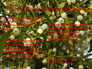 Viscum album, European Mistletoe
This plant is a hemi-parasitic vine
found in trees in many parts of
the Old World and North                Although it’s a parasite, recent
America.                               studies have shown that junipers
                                       benefit from its parasitic
                                       presence, making their
   Mistletoe can complete its life     relationship mutualistic.
   cycle without touching the
   ground, it uses the tree for
   nutrients it cannot get from bird
   droppings and photosynthesis.
                                       Mistletoe was sacred to the
                                       ancient Celtic druids.
 