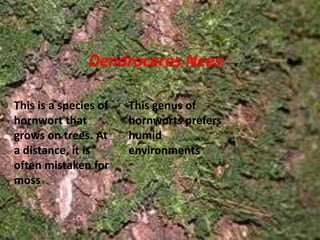 Dendroceros Nees

This is a species of   This genus of
hornwort that          hornworts prefers
grows on trees. At     humid
a distance, it is      environments
often mistaken for
moss
 