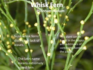 Psilotum nudum




Note whisk ferns’          This plant can be
distinctive lack of        found in the tropics
leaves.                    and subtropics of
                           continents bordering
                           the pacific.

  The latin name
  means extremely
  naked fern
 